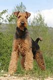 AIREDALE TERRIER 149